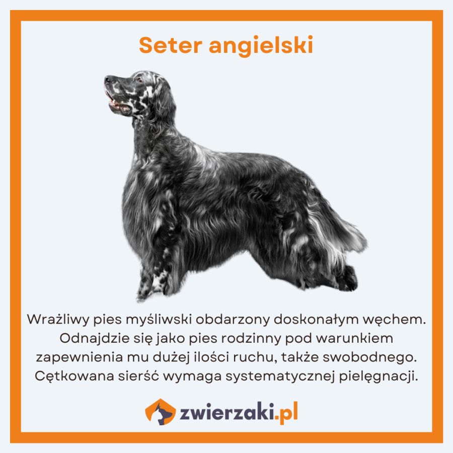 setery seter angielski infografika