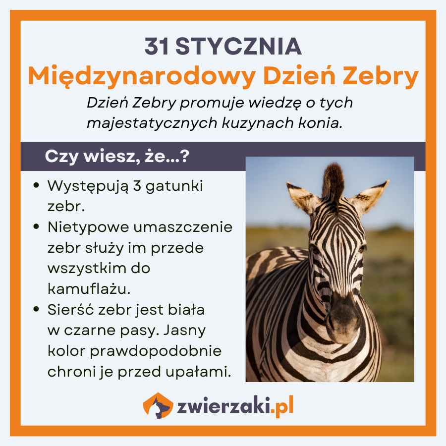 dzień zebry infografika