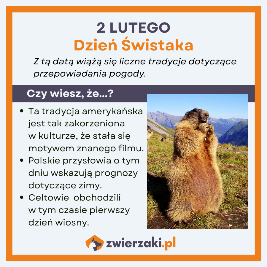 dzień świstaka infografika