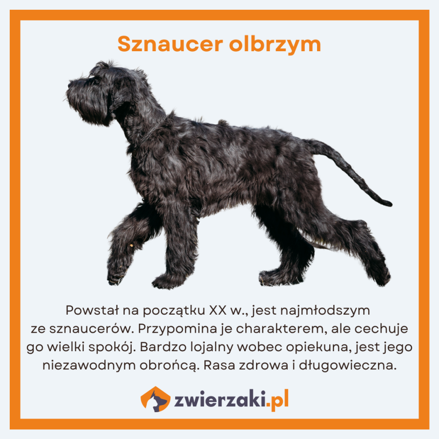 sznaucer olbrzym infografika