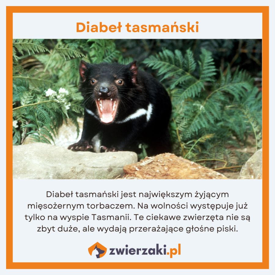 zwierzęta w Australii infografika diabeł tasmański