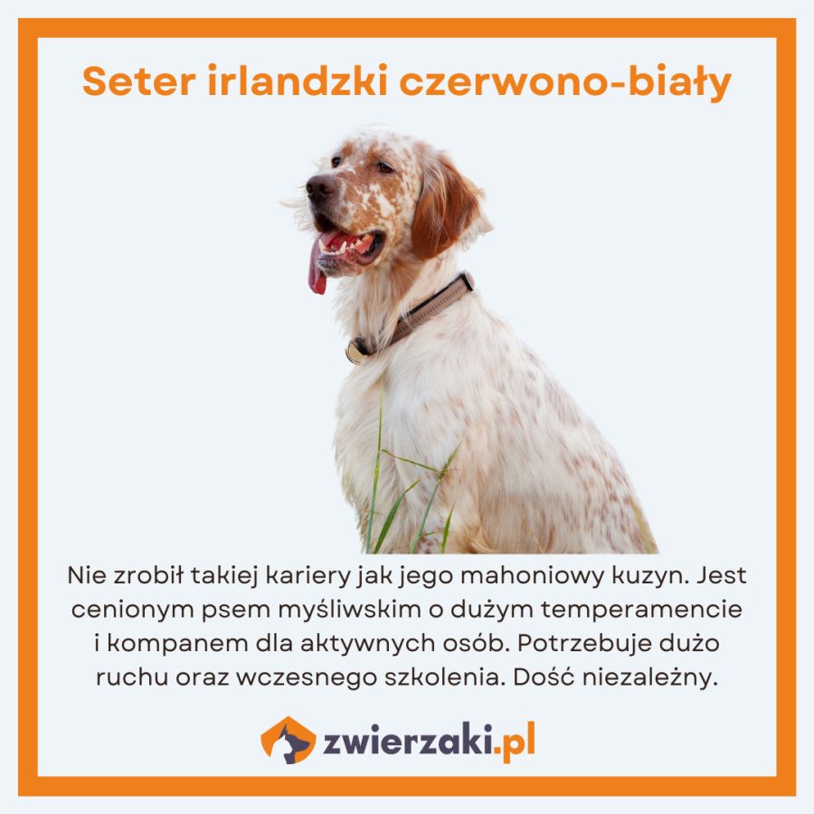 setery seter irlandzki czerwono-biały infografika