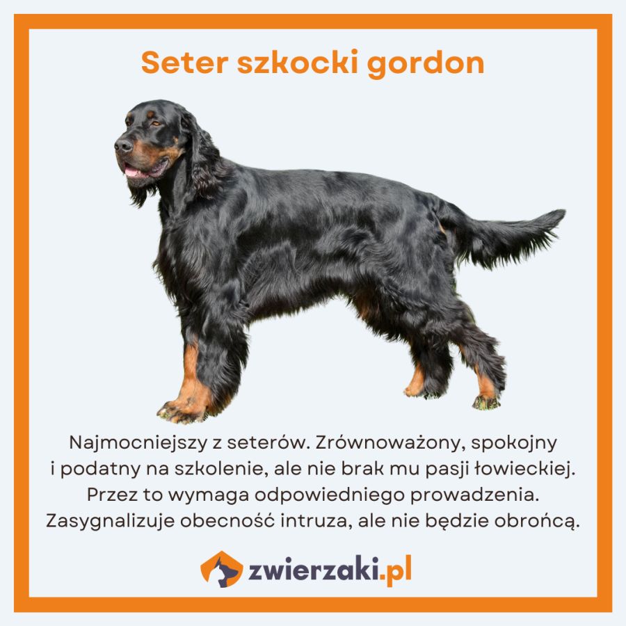 setery seter szkocki gordon infografika