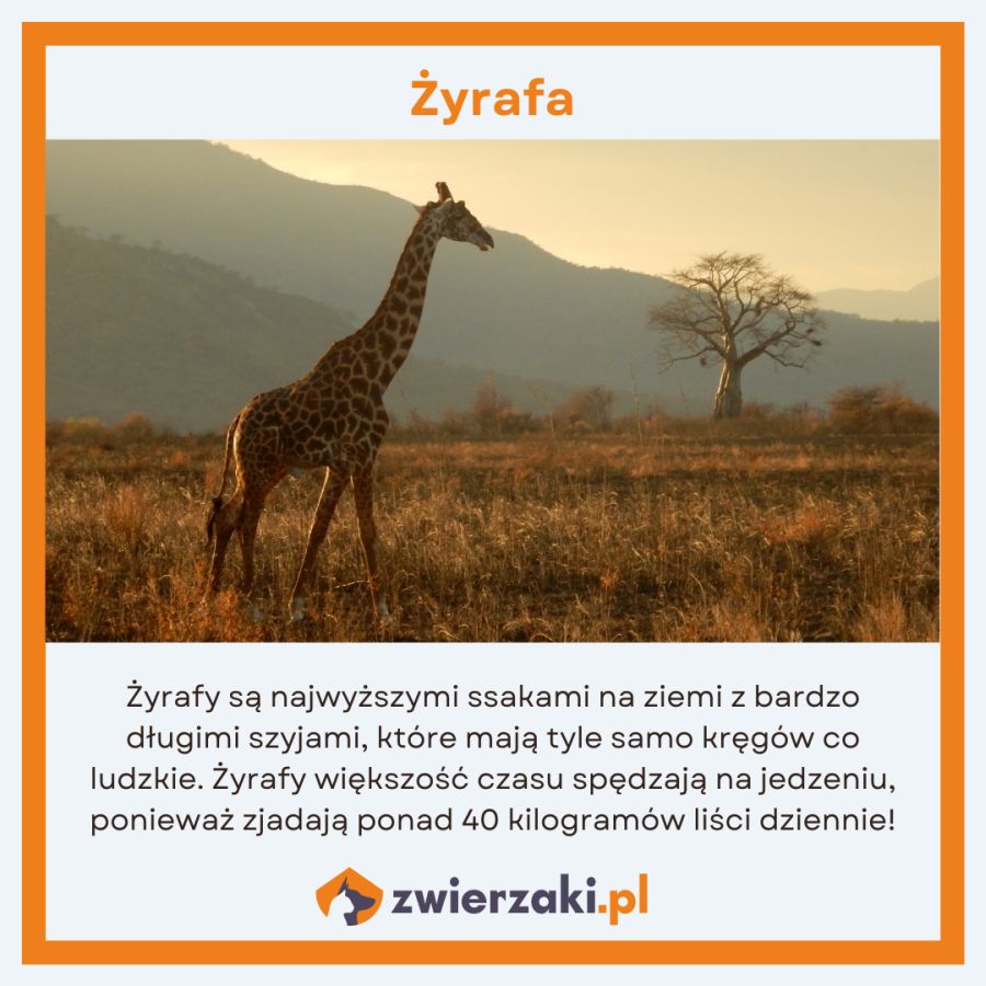 Wysoka jak żyrafa