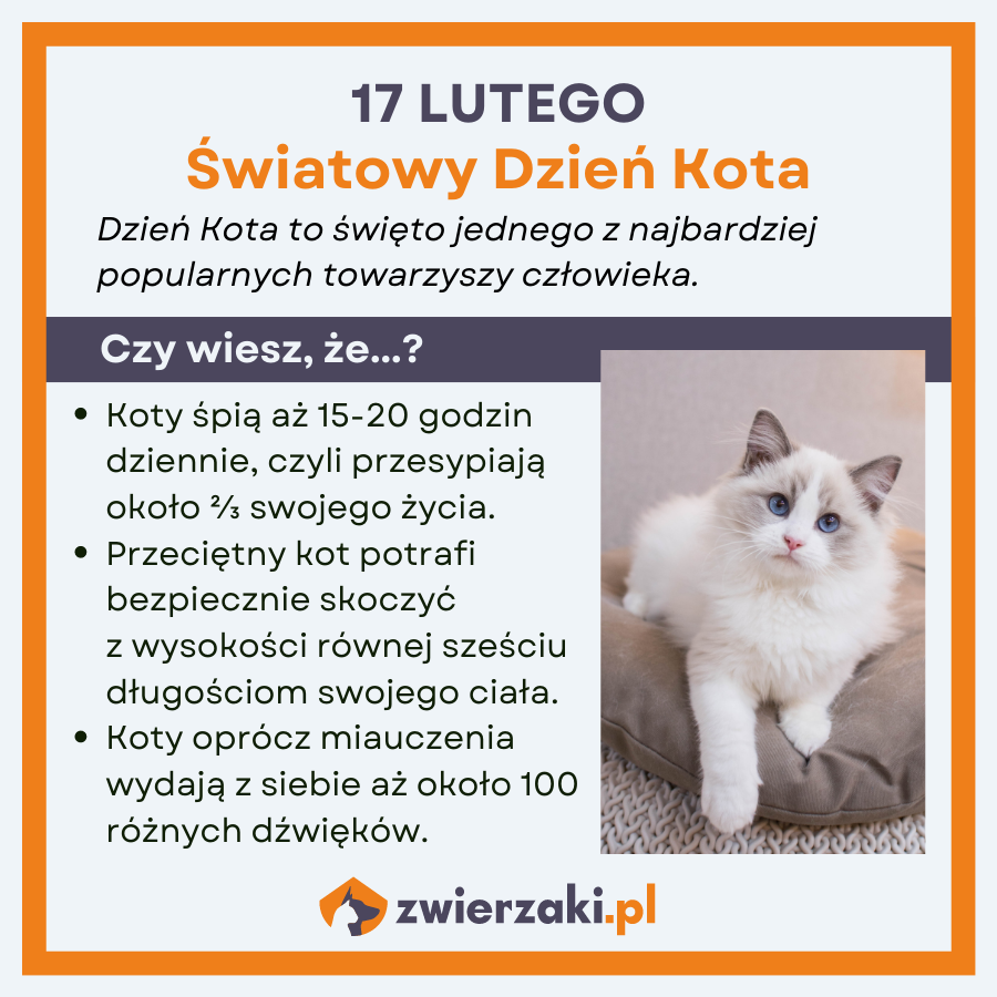 dzień kota infografika