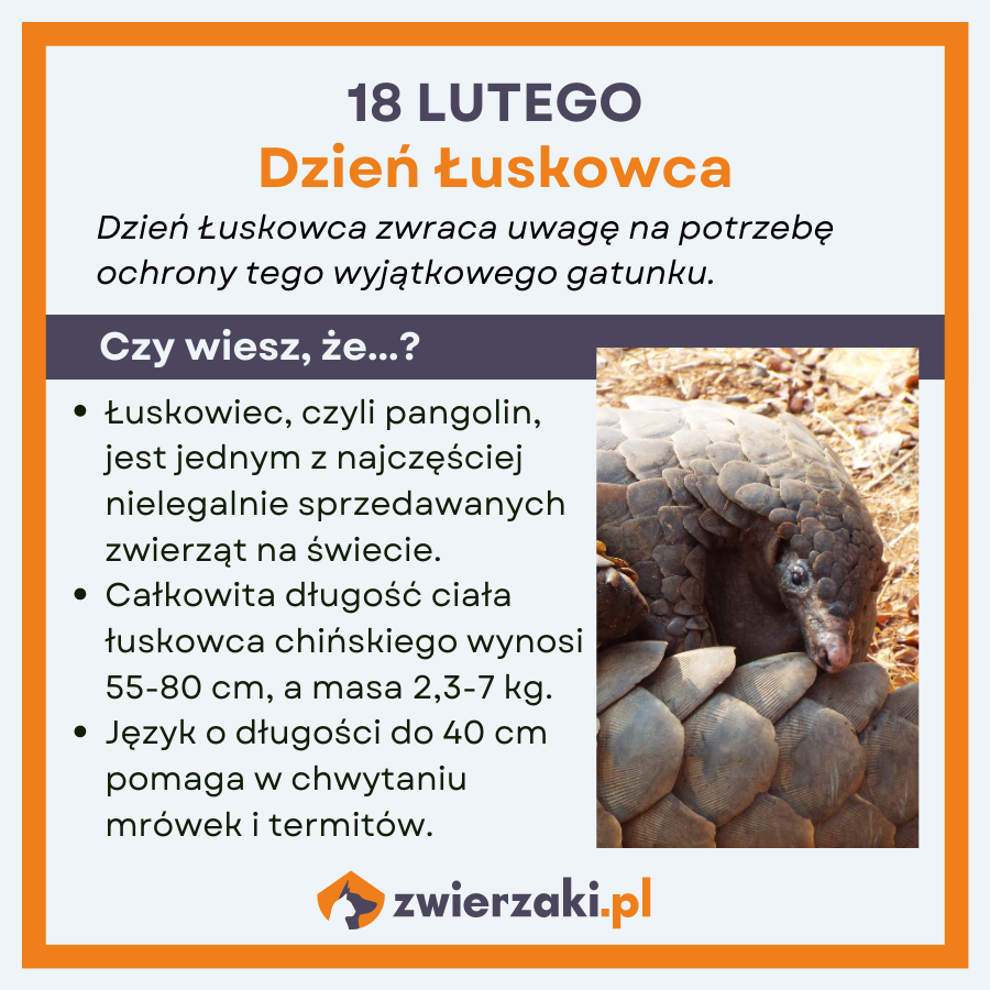 Dzień Łuskowca infografika ciekawostki