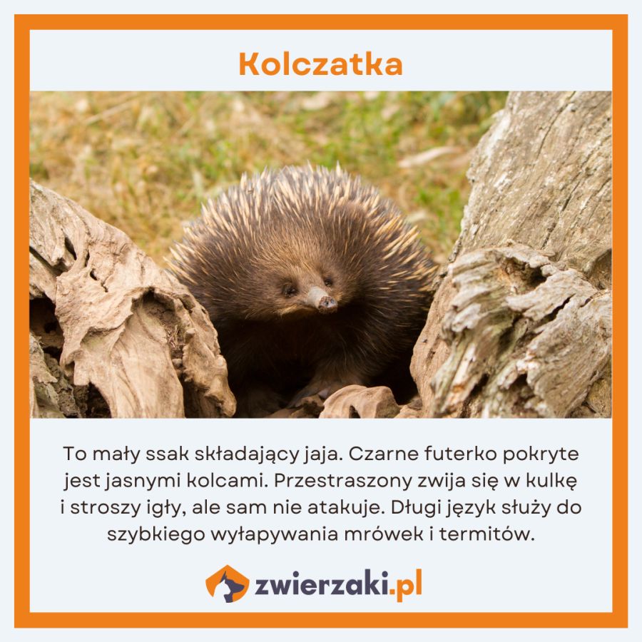 zwierzęta w Australii infografika kolczatka