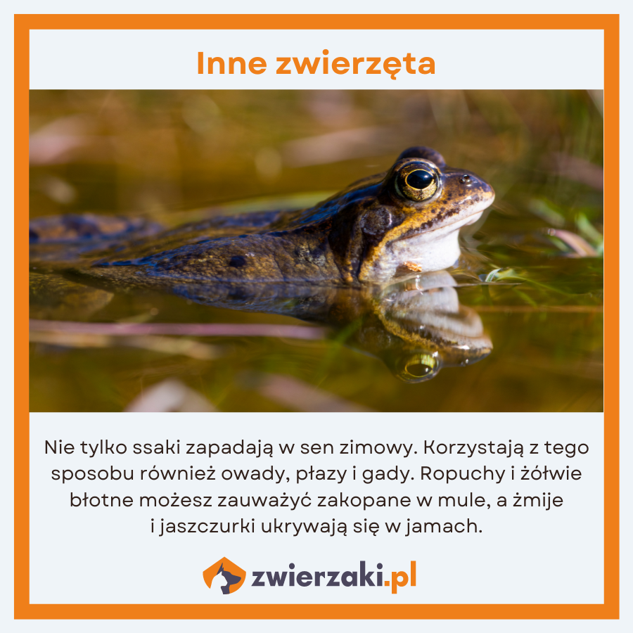 jakie zwierzęta zapadają w sen zimowy inne zwierzęta infografika