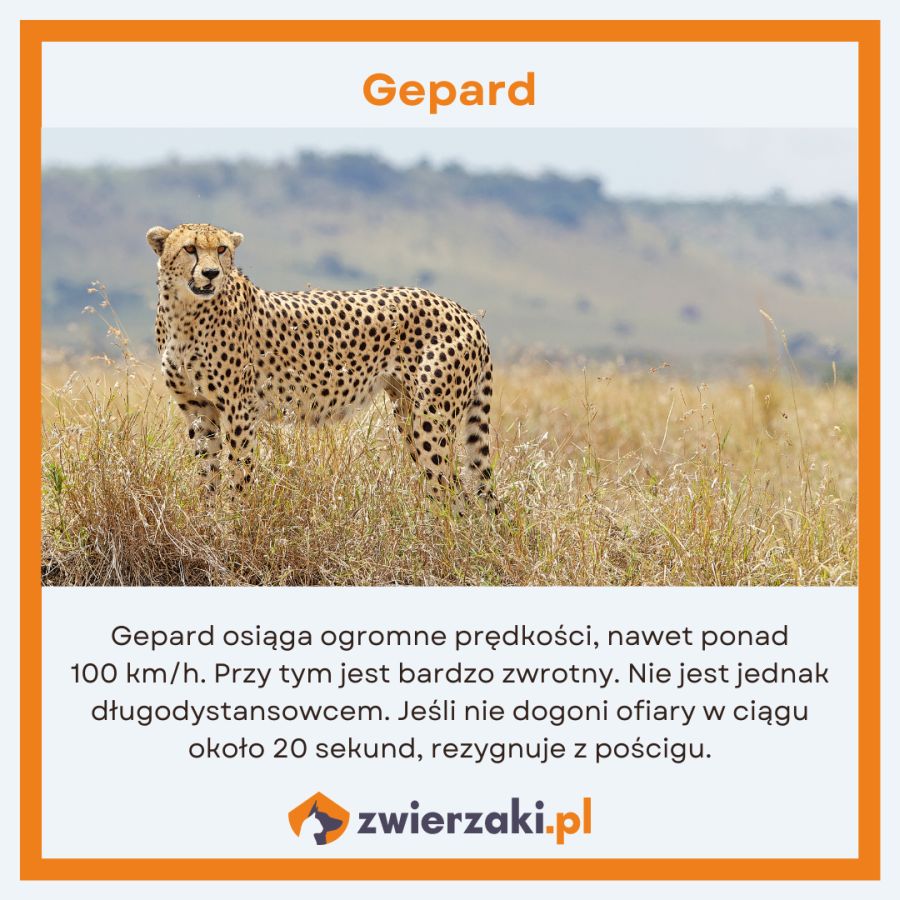 Szybki jak gepard