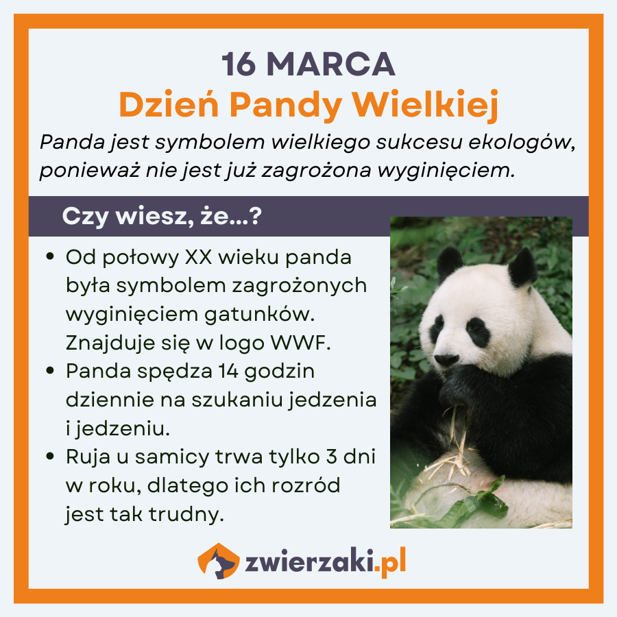 dzień pandy wielkiej infografika