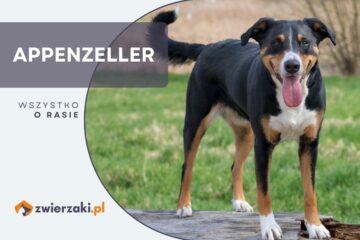 appenzeller