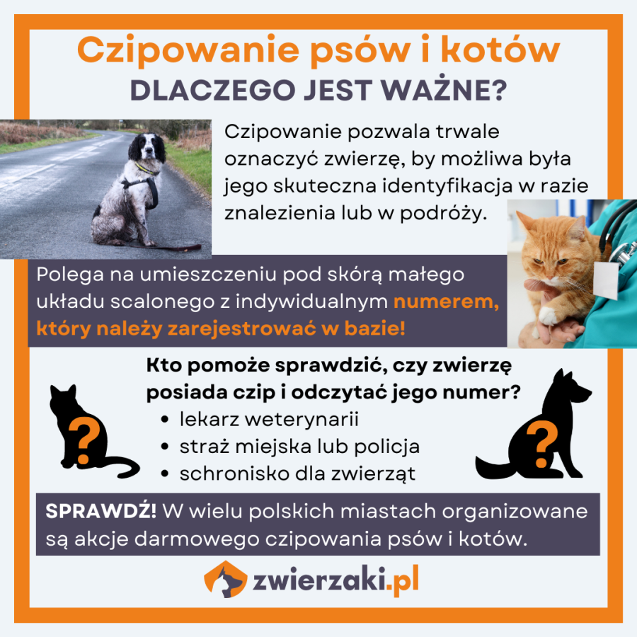 czipowanie infografika