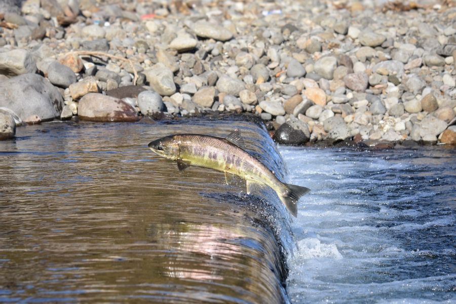 Dlaczego ryby wędrowne prowadzą taki tryb życia?