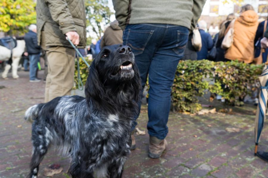 Duży münsterländer wśród ludzi