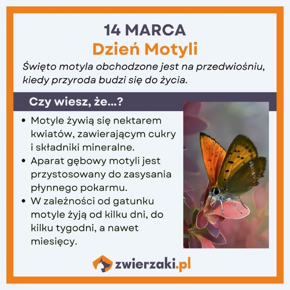 Dzień Motyli infografika