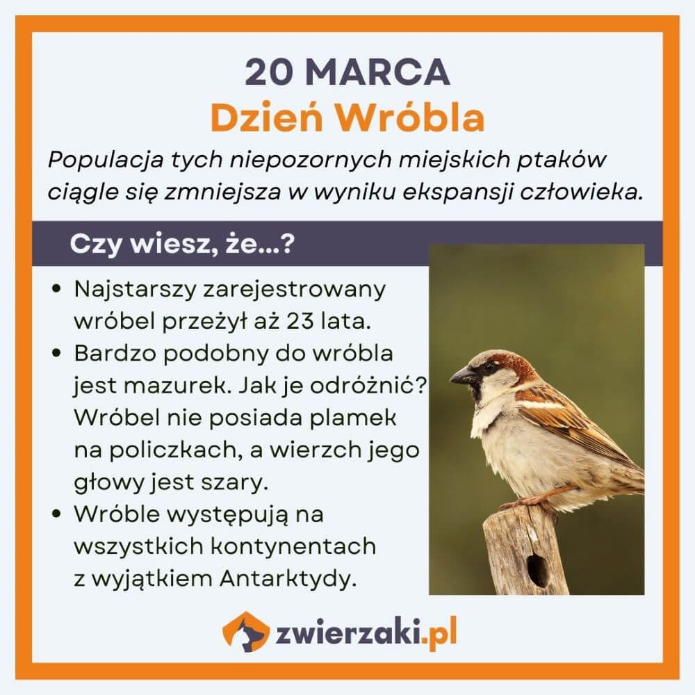 Dzień Wróbla infografika