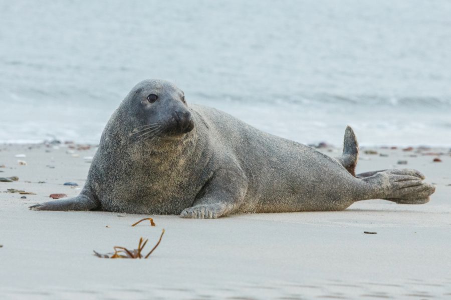 foka szara leży na plaży