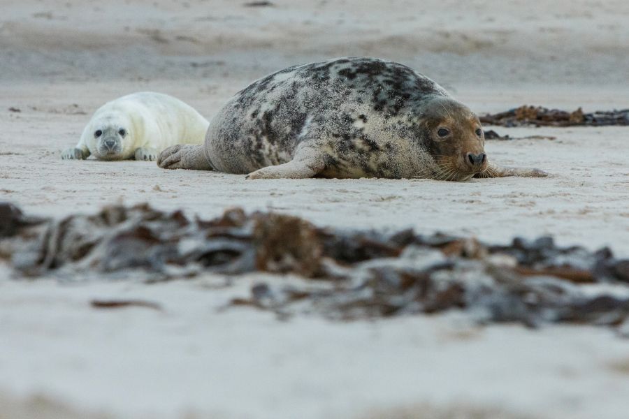 foka szara z matką leży na plaży