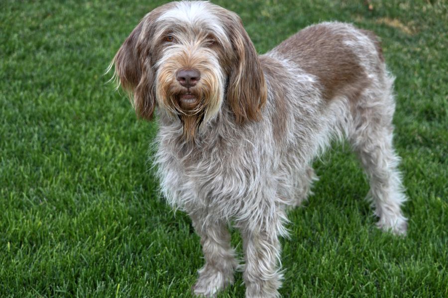 spinone italiano pies włoski stoi na trawie