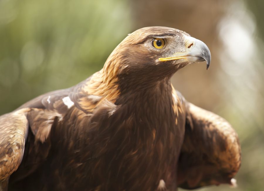 orzel przedni grupa osobnicza i rozmnazanie