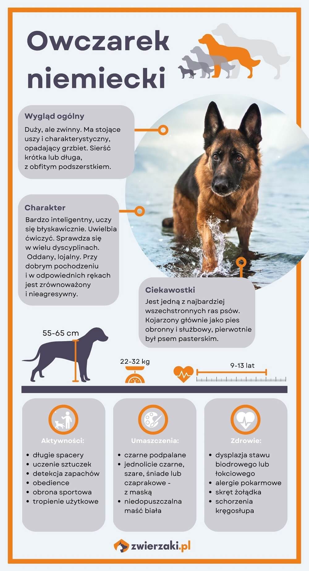 owczarek niemiecki infografika