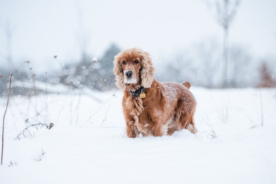 płochacze cocker spaniel angielski stoi na sniegu
