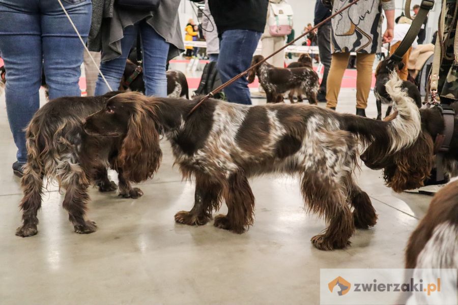 polski spaniel myśliwski