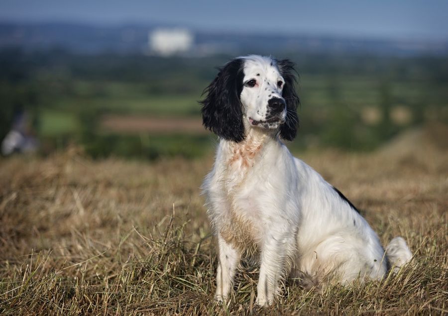 płochacze springer spaniel angielski siedzi na wysuszonej trawie