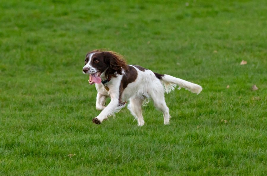 płochacze springer spaniel walijski biegnie po zielonej trawie