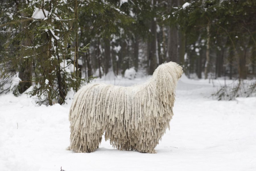 psy obronne komondor