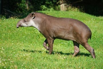 tapir