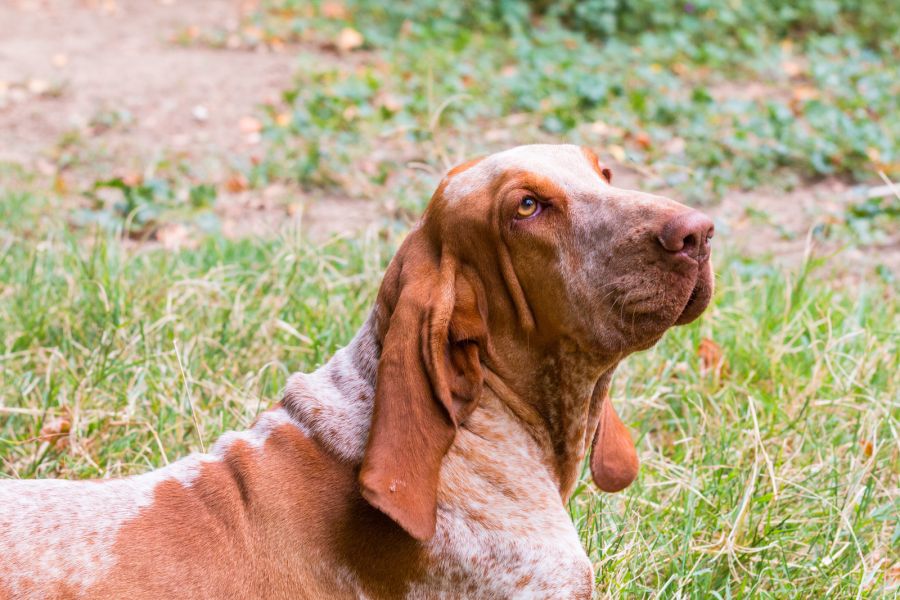 wyżeł włoski krótkowłosy bracco italiano dorosły pies leży na trawie