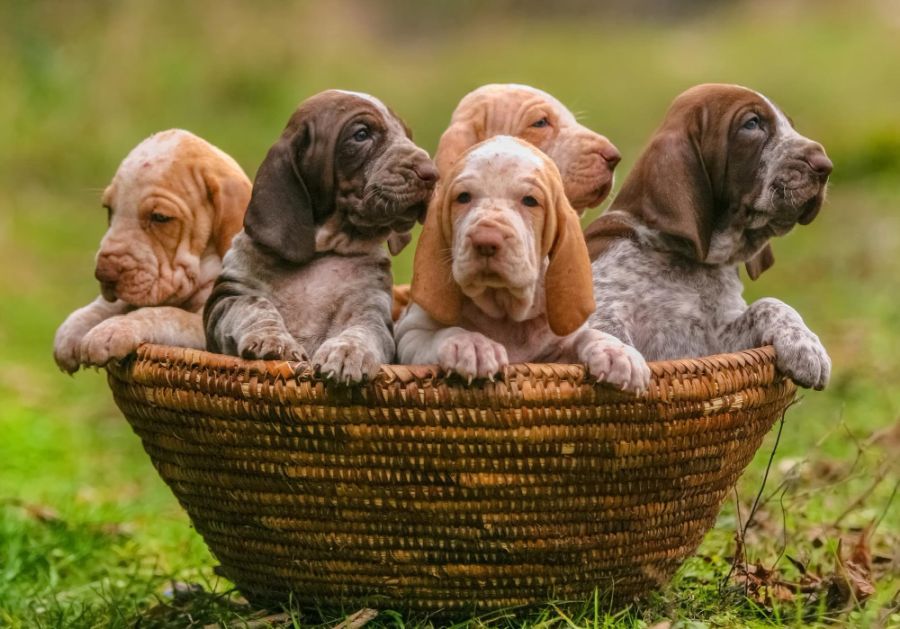 wyżeł włoski krótkowłosy bracco italiano szczeniaki siedzą w koszyku wiklinowym