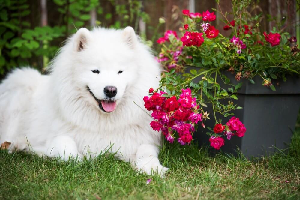 samojed leży w ogrodzie