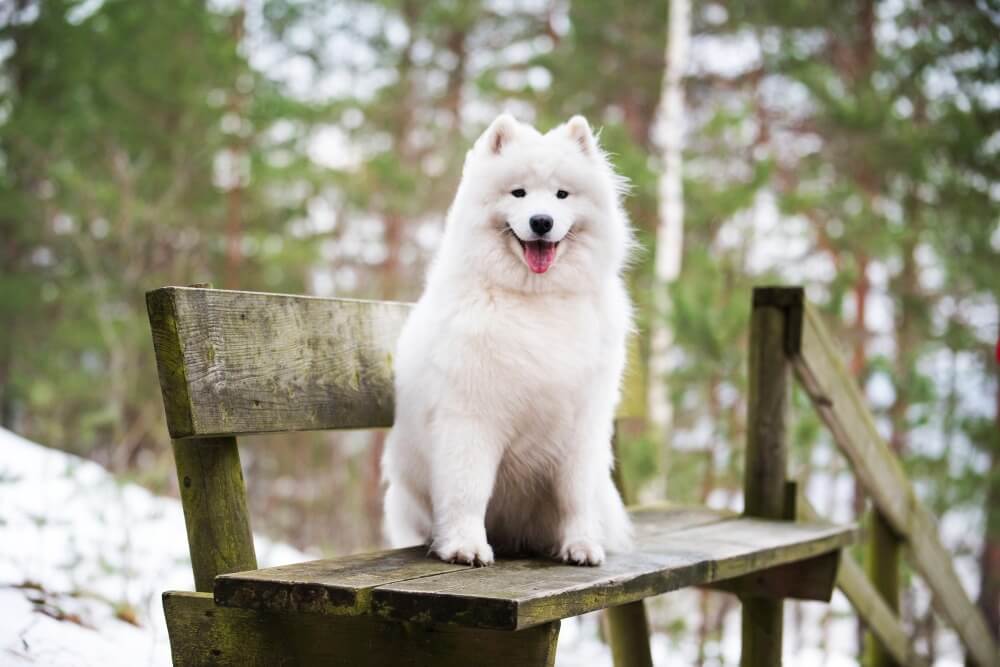 samojed na ławce w parku