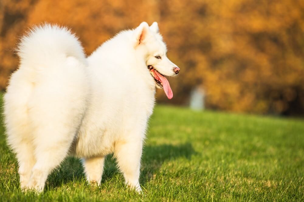 samojed na trawniku