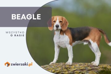 beagle