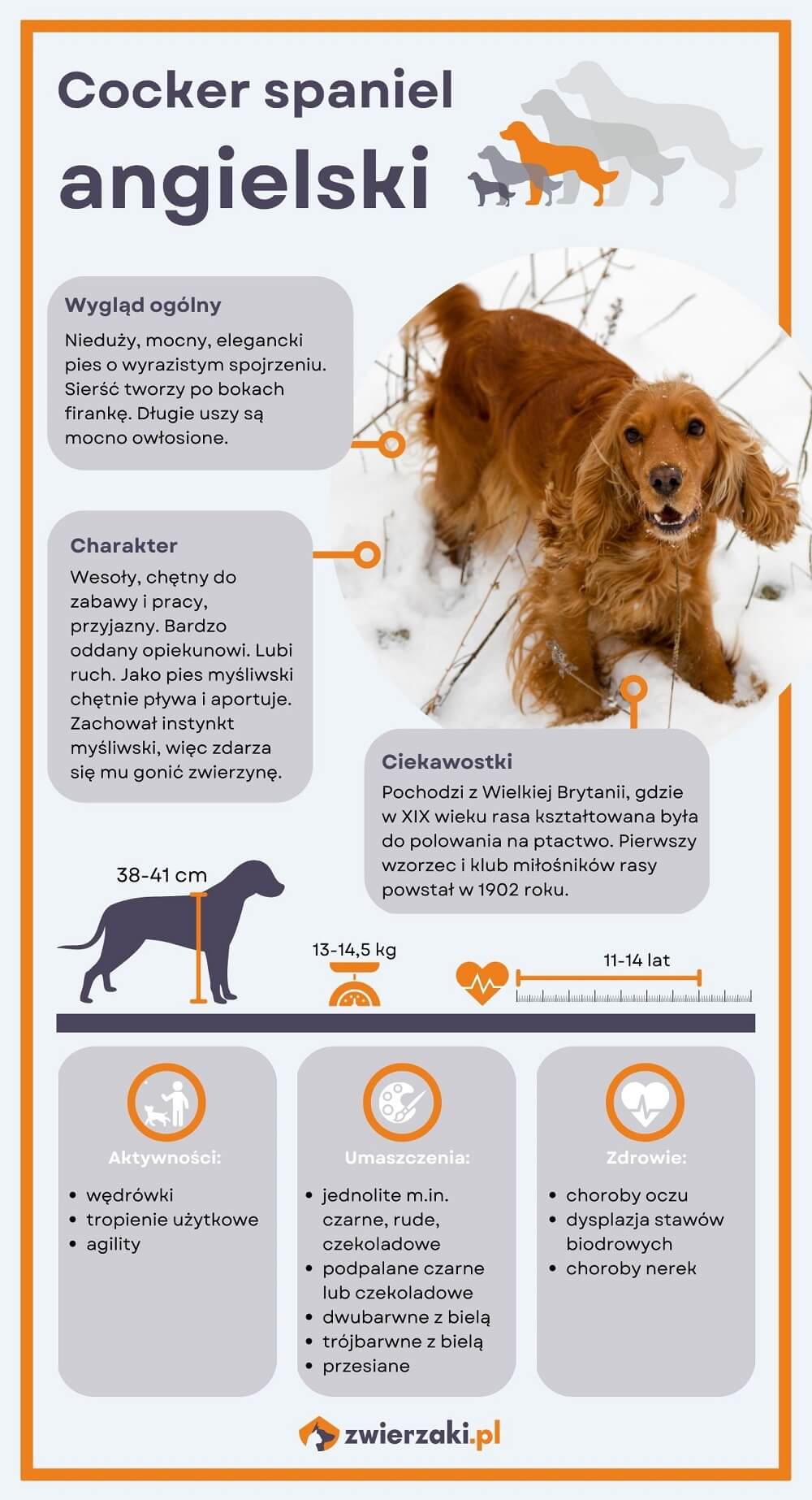 Cocker spaniel angielski infografika