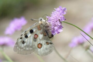 Ile żyje motyl