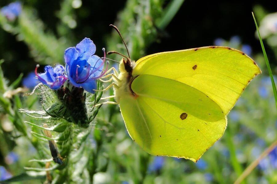 Ile żyje motyl cytrynek?