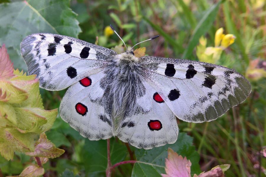 Ile żyje motyl niepylak apollo?