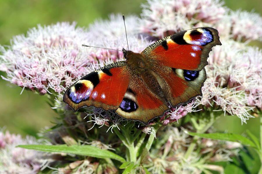 Ile żyje motyl rusałka pawik?