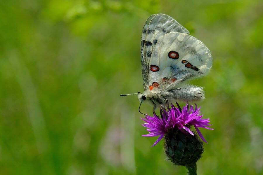 Motyl domowym pupilem?