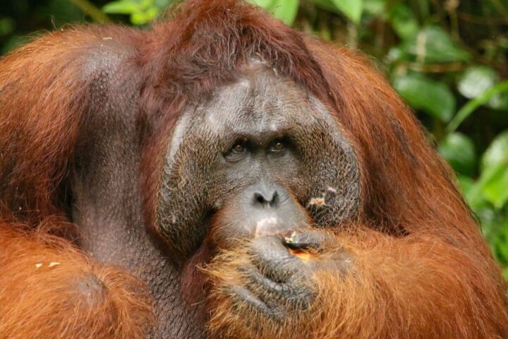 Orangutan