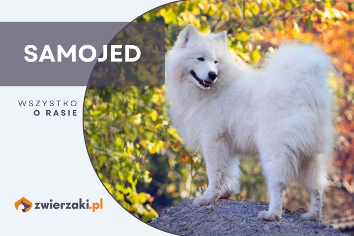 samojed