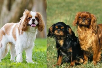 Cavalier king charles spaniel a king charles spaniel