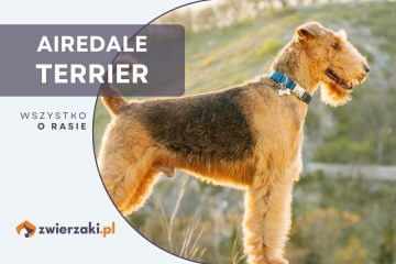 airedale terrier