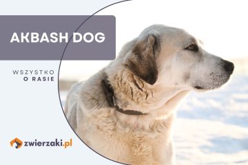 akbash dog