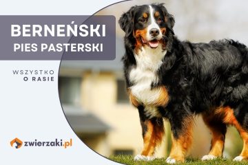 berneński pies pasterski