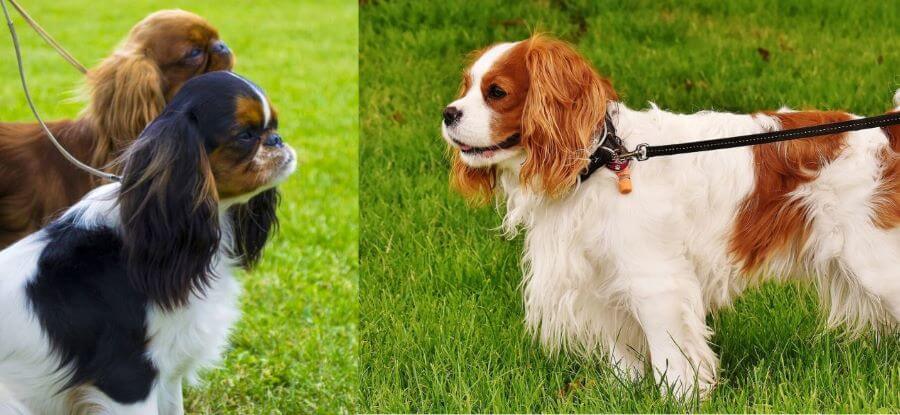 Cavalier king charles spaniel a king charles spaniel - podobieństwa